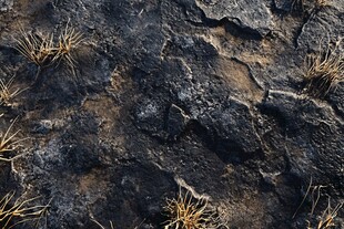岩石上的稀疏干草纹理