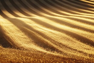 金色麦浪下的田园光影