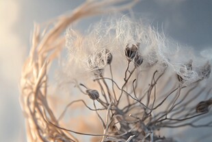 枯萎蒲公英的唯美瞬间