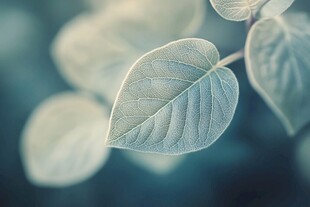 嫩绿叶片特写 清新自然感