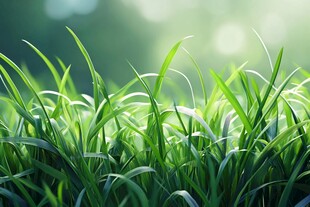 清新嫩绿的蓬勃青草