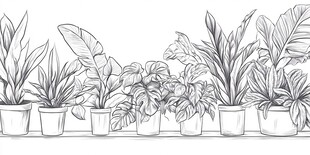 盆栽植物线描插画