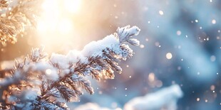 冬日阳光照耀下的覆雪松枝