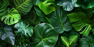 热带绿植背景 清新自然风