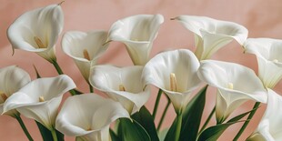 优雅白色马蹄莲花卉特写