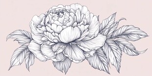 手绘牡丹花线条艺术图