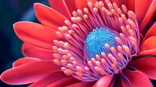 艳丽花朵特写展现自然之美