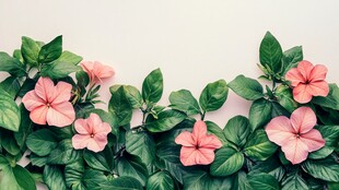 粉色花朵与绿叶装饰图