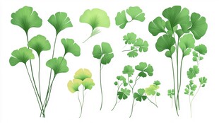 清新银杏叶插画素材