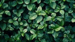 翠绿罗勒叶特写