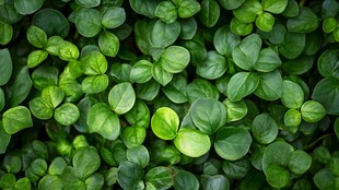 翠绿圆润叶片植物特写