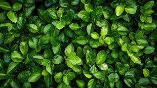 翠绿叶片的生机盎然图景