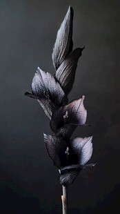 黑色优雅剑兰花卉特写