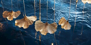 银杏叶悬垂 尽显优雅之美