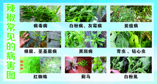 辣椒常见病虫害