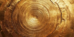 年轮特写 岁月的木质纹理