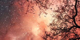 梦幻星空下的树影婆娑