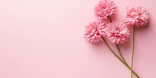 粉色背景上的美丽绒球花