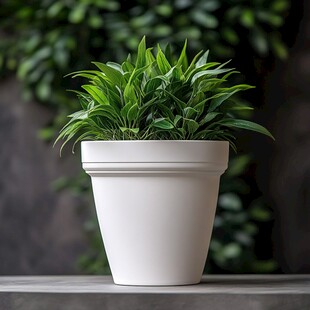 白色花盆中的翠绿植物