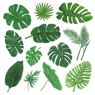 热带绿植叶片素材图