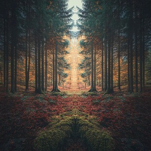 秋日森林的静谧梦幻之景
