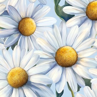 清新雏菊绽放美丽时刻