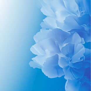 淡蓝色花卉背景图