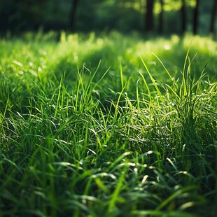 阳光下的翠绿草地