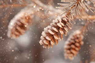 冬日松塔 冰雪覆盖的静谧之美