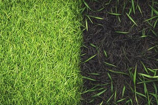 翠绿草坪与深色枯草对比