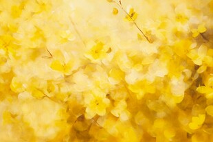 金黄烂漫迎春花绽放