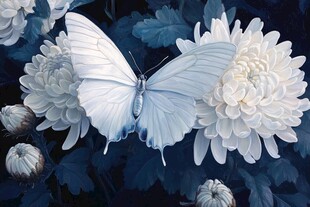 蓝白蝶菊图