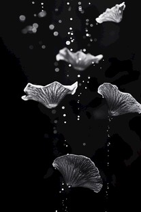 银杏叶飘落的唯美瞬间