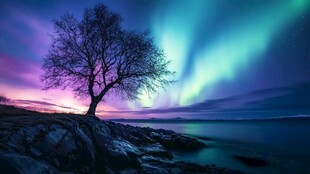 极光下的孤树与宁静海岸