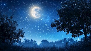 月夜森林星空梦幻景象