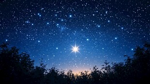 璀璨星空下的静谧森林