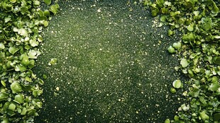 翠绿浮萍覆盖的静谧水面