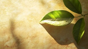 阳光下的翠绿叶片