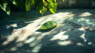 绿叶静卧于斑驳光影间