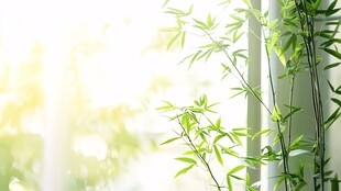 窗边翠竹 沐浴温暖阳光