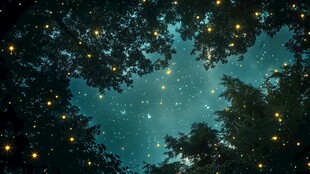 夏夜树影间闪烁的萤火虫