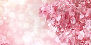 浪漫粉色绣球花梦幻背景