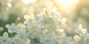 阳光下的白色小花绽放