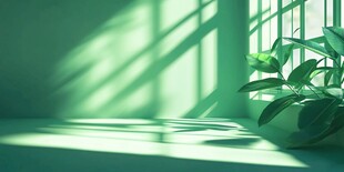 窗边绿植映着光影之美