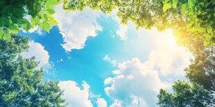 仰视蓝天绿树阳光美景