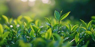 春日茶园新绿 清新景象