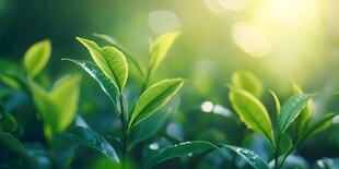 晨露新茶 绿意盎然