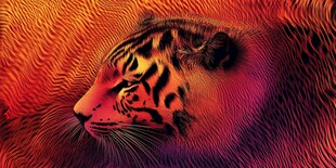 梦幻色彩老虎侧颜图