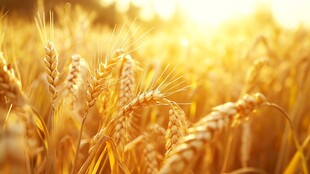 金色麦田 阳光中的丰收景象