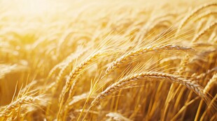 金色麦浪 阳光下的丰收景象